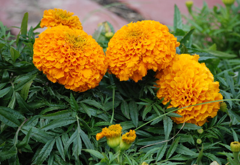 Изображение особи Tagetes erecta.