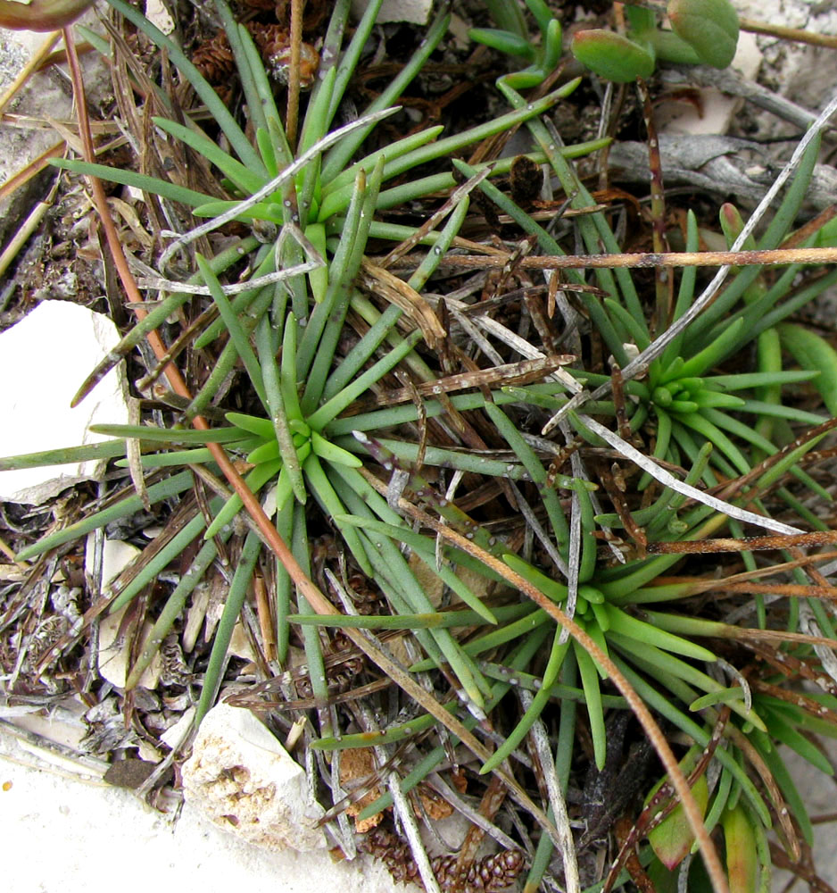 Изображение особи Plantago crassifolia.