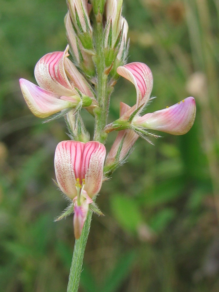 Изображение особи Onobrychis viciifolia.