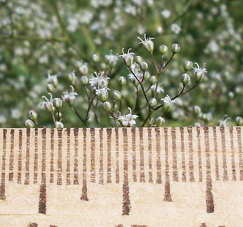 Изображение особи Gypsophila paniculata.