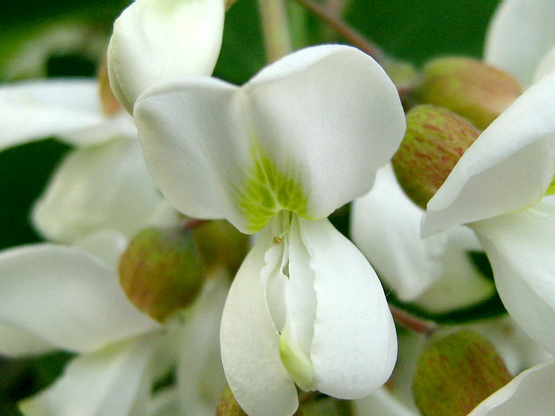 Изображение особи Robinia pseudoacacia.