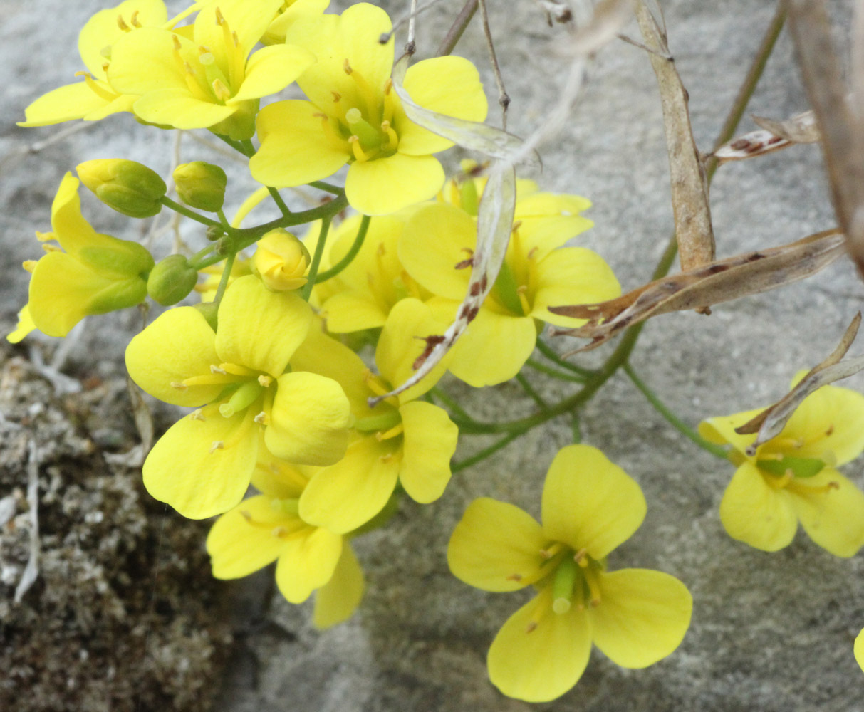 Image of Draba longisiliqua specimen.