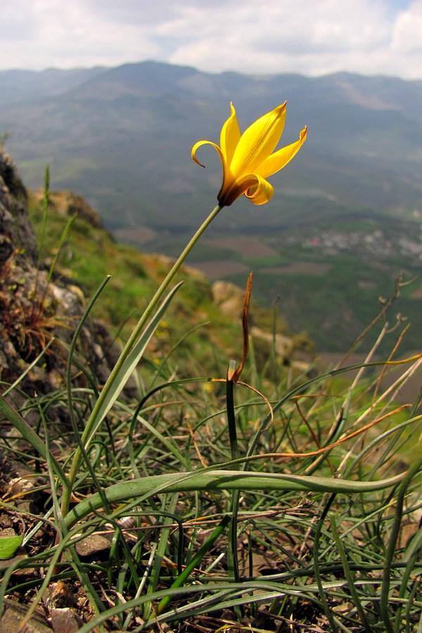 Image of Tulipa australis specimen.