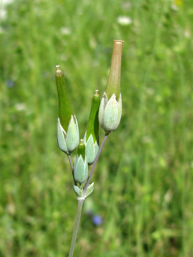 Image of Cerastium perfoliatum specimen.