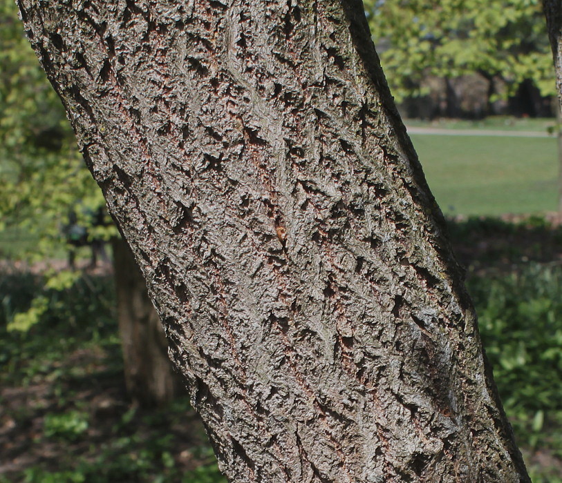 Image of Sassafras albidum specimen.