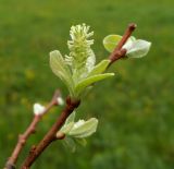 Salix aurita