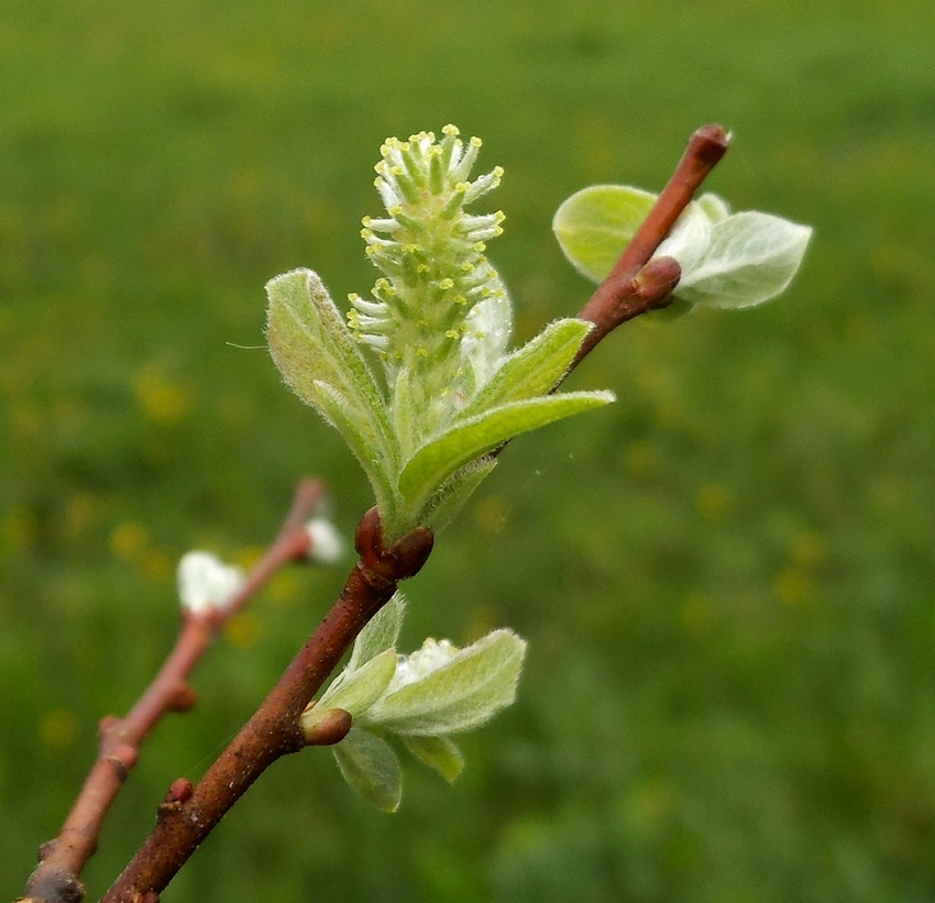 Изображение особи Salix aurita.