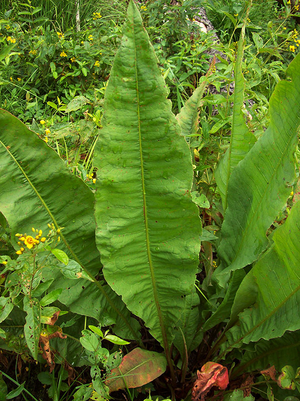 Image of Rumex hydrolapathum specimen.