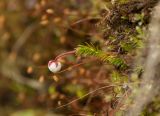 Harrimanella hypnoides