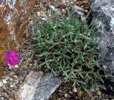 Dianthus gratianopolitanus