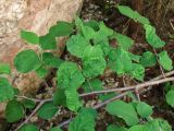 Cotoneaster melanocarpus. Часть ветви с поражёнными листьями. Архангельская обл., Пинежский р-н, юго-восточные окр. Пинежского заповедника, на обнажении горной породы в карстовом логу. 21.06.2013.