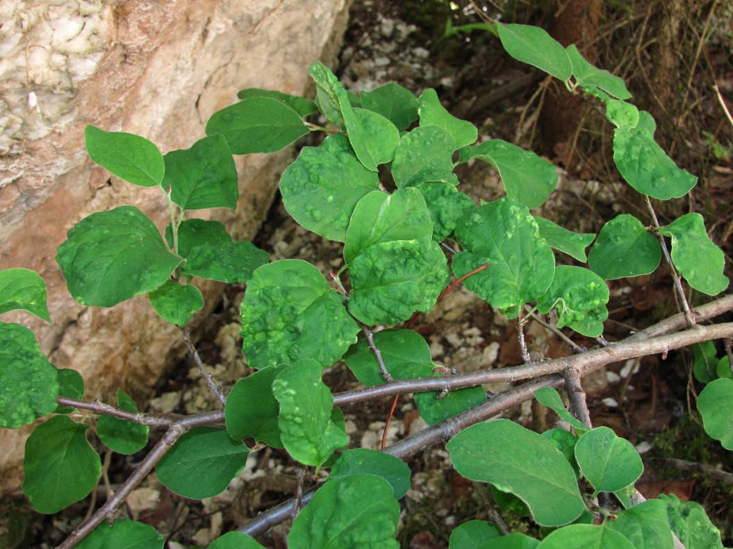 Image of Cotoneaster melanocarpus specimen.