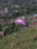 Centaurea stoebe