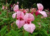 Impatiens glandulifera