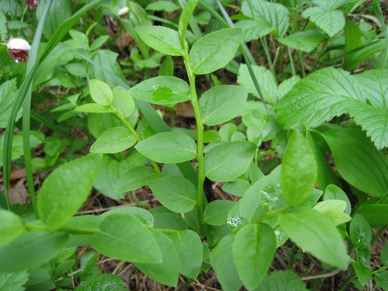 Изображение особи Vaccinium myrtillus.