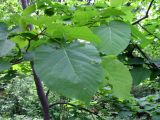 Tilia americana