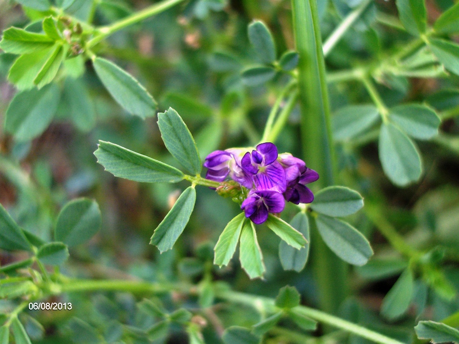 Изображение особи Medicago sativa.