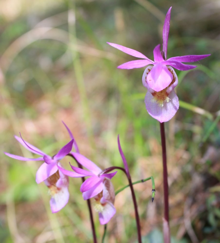Изображение особи Calypso bulbosa.