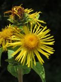 Inula helenium