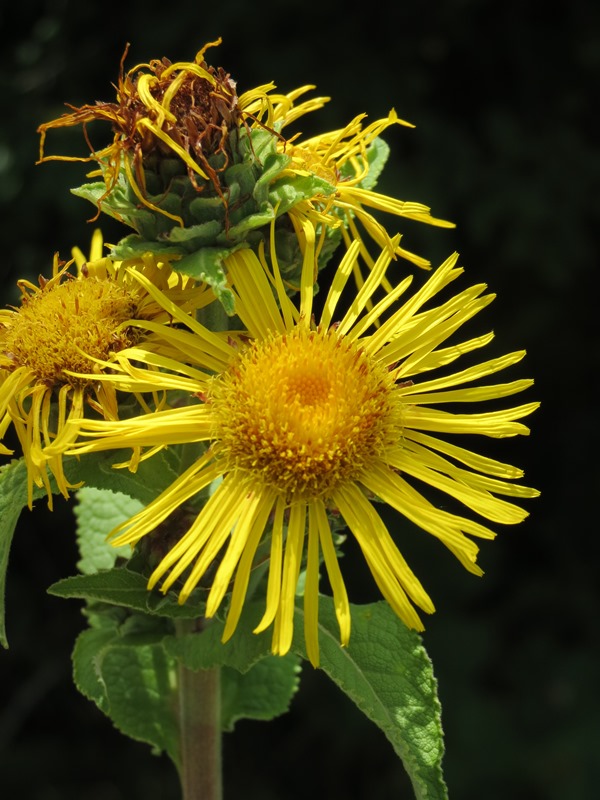 Изображение особи Inula helenium.