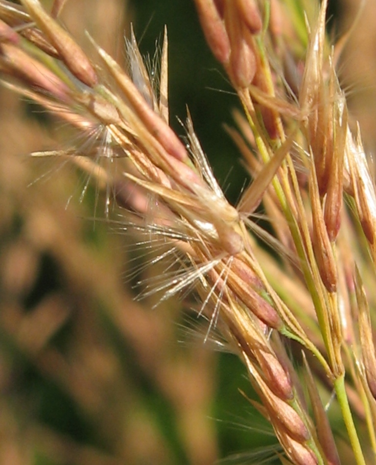 Изображение особи Calamagrostis canescens.