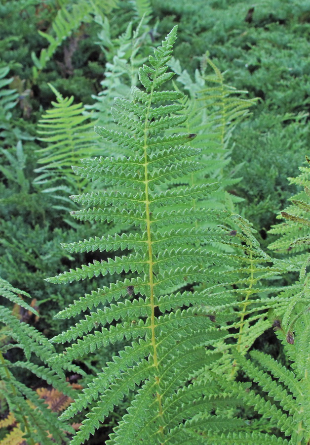 Image of Thelypteris palustris var. pubescens specimen.