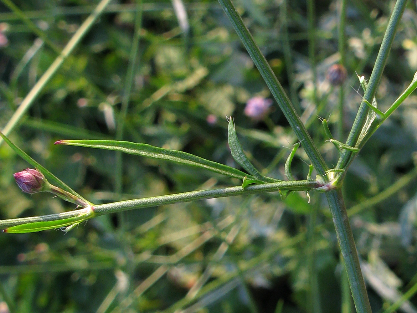 Image of Cephalaria transsylvanica specimen.