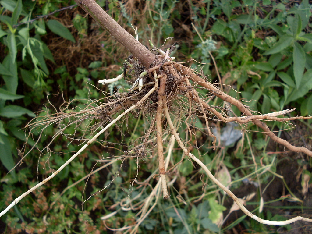 Image of genus Helianthus specimen.