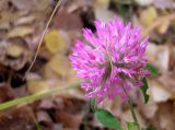 Trifolium pratense