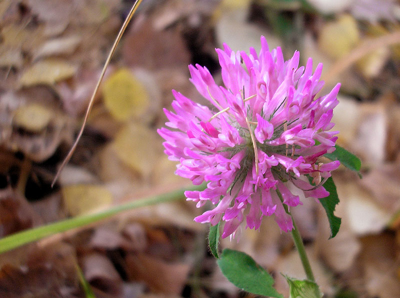 Изображение особи Trifolium pratense.