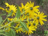 Helianthus tuberosus