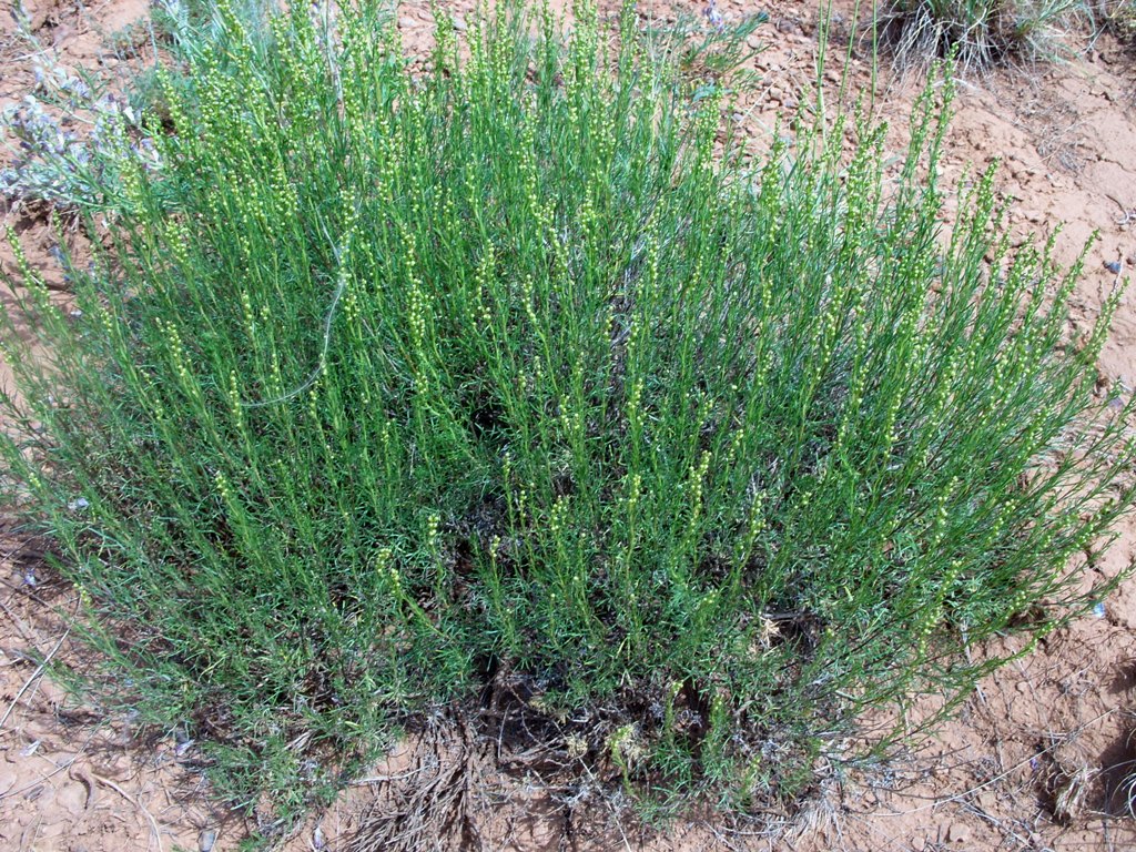 Изображение особи Artemisia salsoloides.