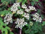 Conioselinum tataricum. Соцветие. Свердловская обл., окр. г. Североуральск, берег заводи. 04.08.2013.