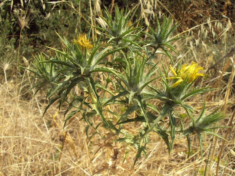 Изображение особи Carthamus lanatus.