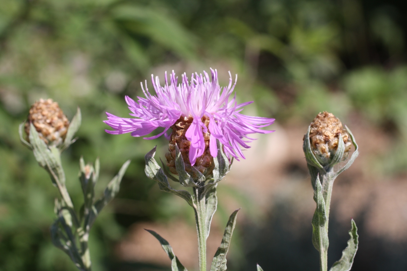 Image of Centaurea jacea ssp. substituta specimen.