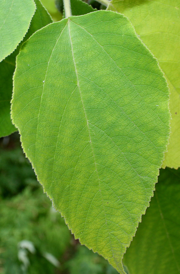 Изображение особи Broussonetia papyrifera.