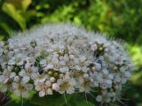 Spiraea betulifolia