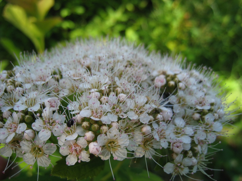 Image of Spiraea betulifolia specimen.