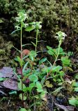 Pedicularis lapponica