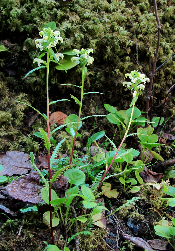 Изображение особи Pedicularis lapponica.