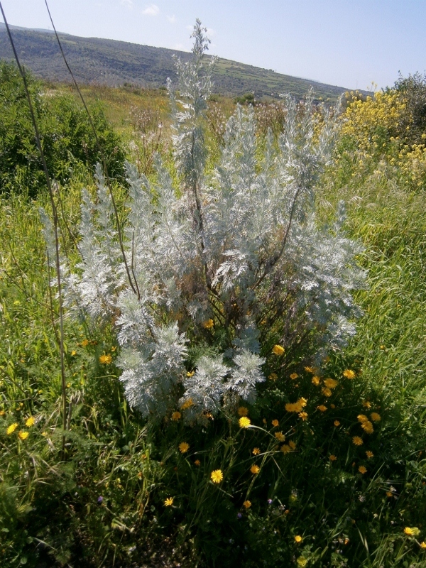 Изображение особи Artemisia arborescens.