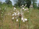 Allium oleraceum. Соцветие. Украина, Донецкая обл., окр. Святогорска, песчаная терраса Северского Донца. 12.07.2013.