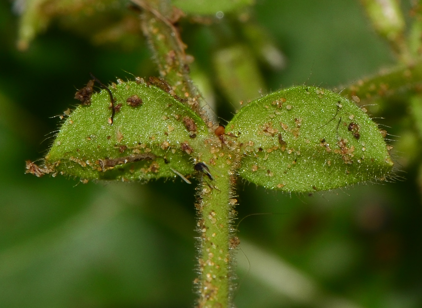 Изображение особи Cerastium glomeratum.