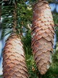 Picea abies