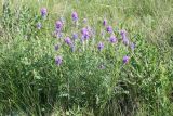 Astragalus onobrychis