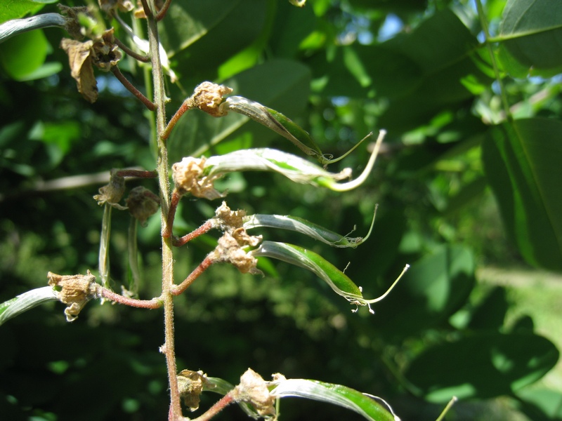 Изображение особи Robinia pseudoacacia.