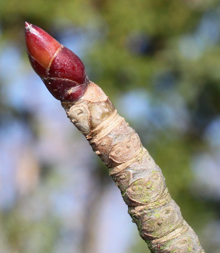 Image of Davidia involucrata var. vilmoriniana specimen.