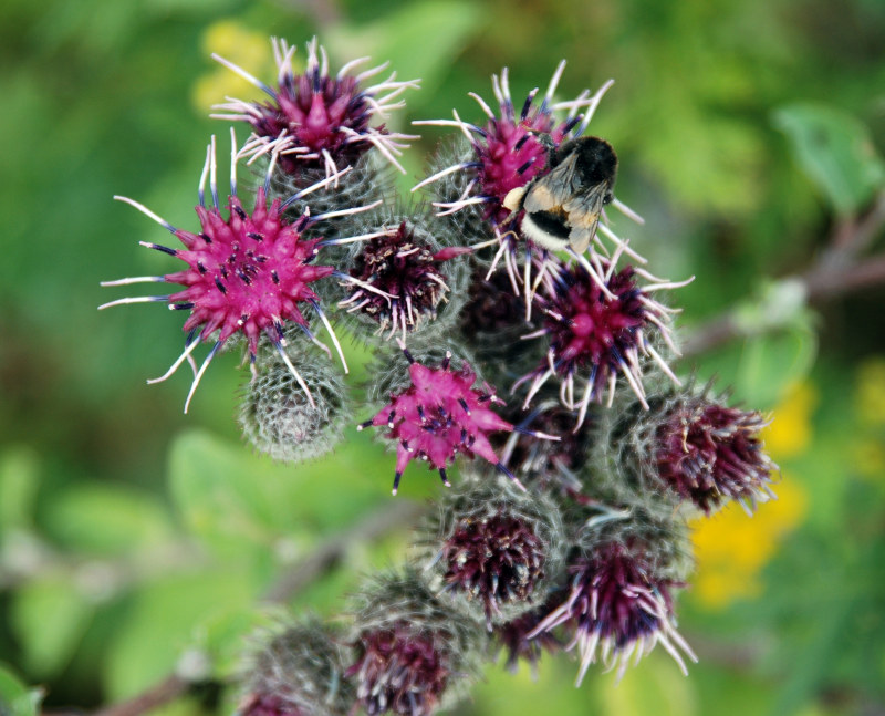 Изображение особи Arctium tomentosum.