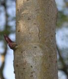 Eleutherococcus senticosus