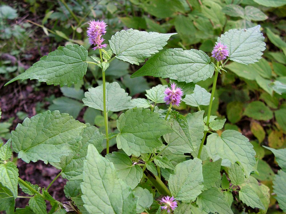 Image of Agastache rugosa specimen.